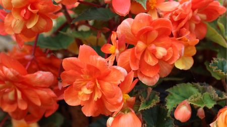 Orange trailing begonias