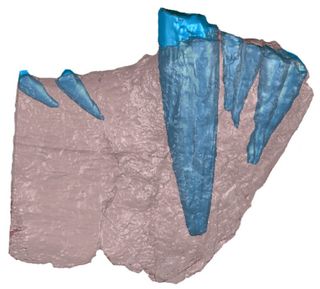 A computed tomography (CT) scan shows a gorgonopsid's lower jaw, with the bone (red) and teeth (blue). This specimen is not the one with the tumor.