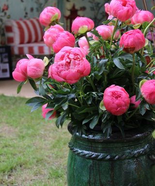 Potted pink peonies at the RHS Chelsea Flower Show