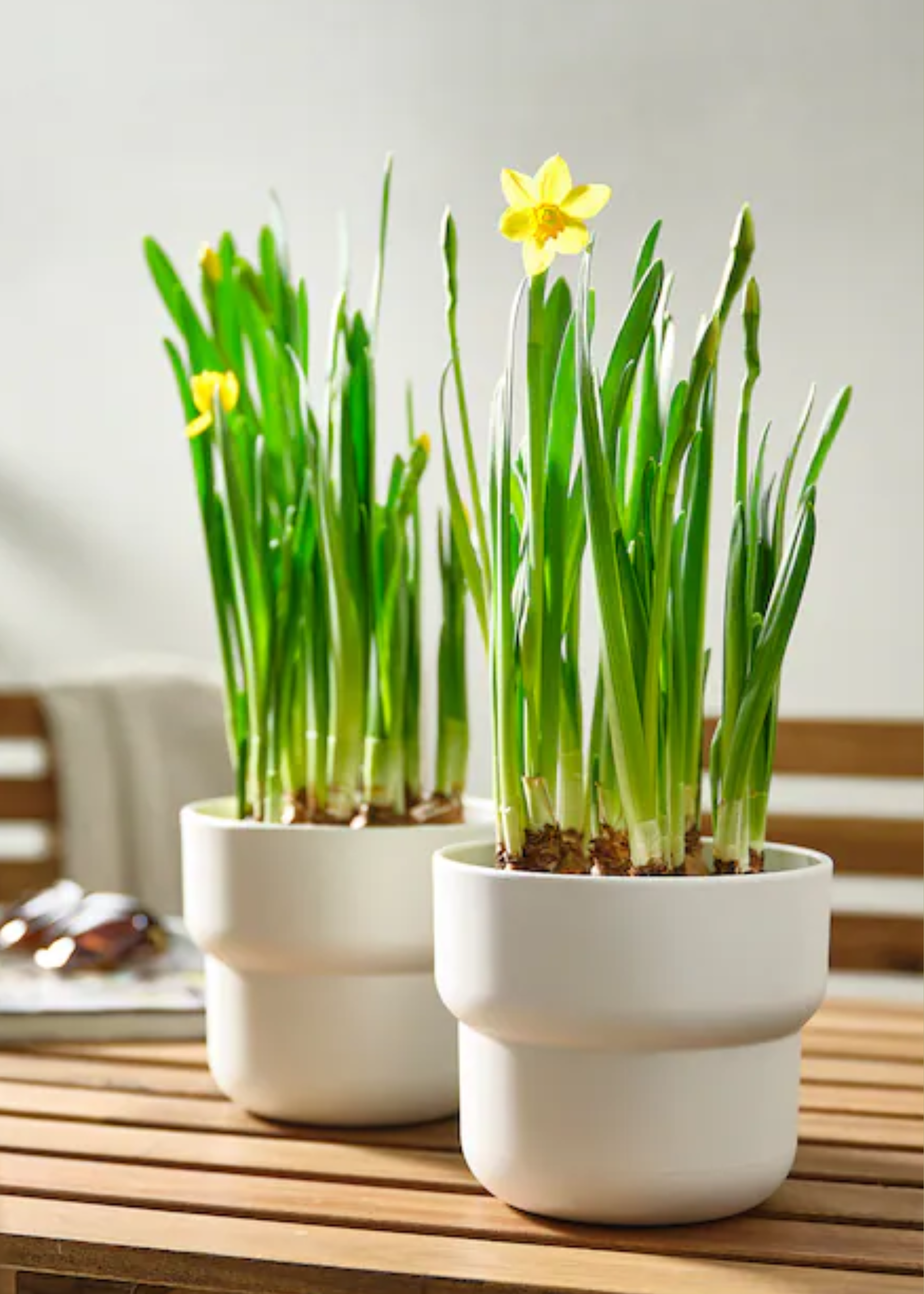 A potted daffodil plant in a white planter