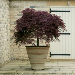 Bare root tree in planter in front of a white door with black hinges