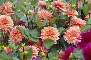 A patch of orange dahlias