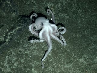 A ghostly pale octopus at Antarctic vents.