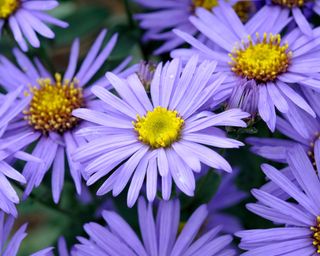 The mauve flowers of asters or Michaelmas daisies