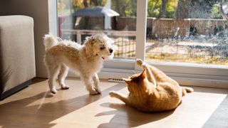 Cat and dog playing in a house