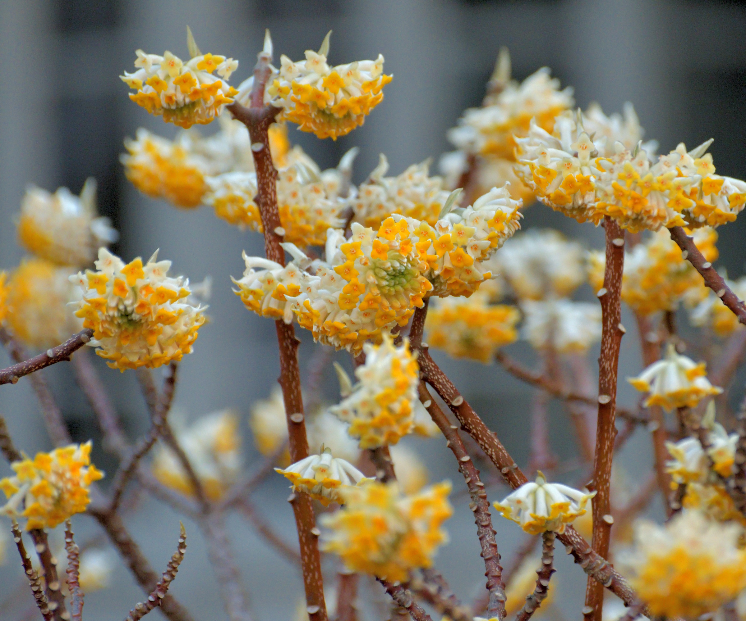 Edgeworthia chrysantha / Oriental Paper Bush