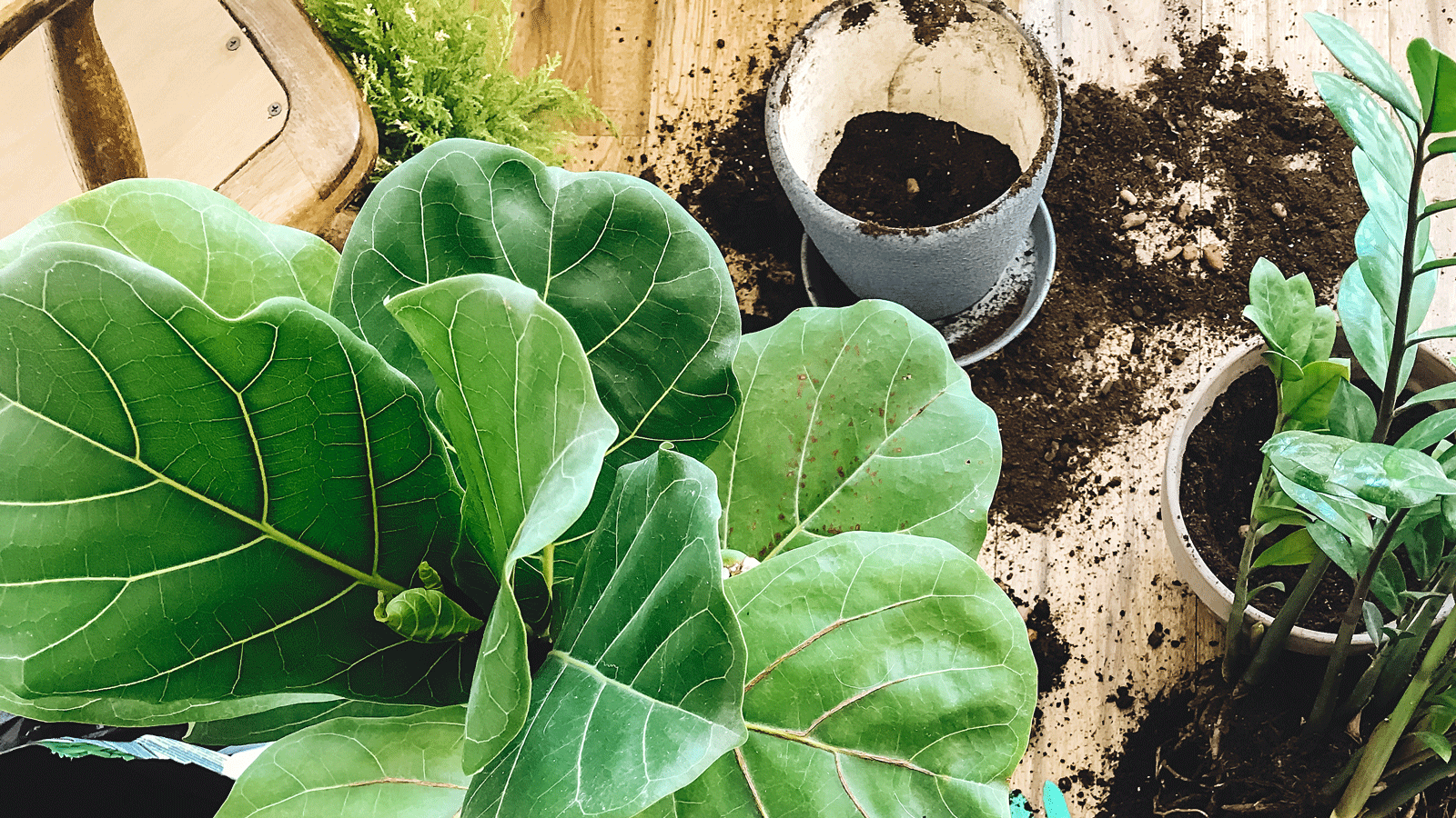 fiddle leaf fig plant and potting soil