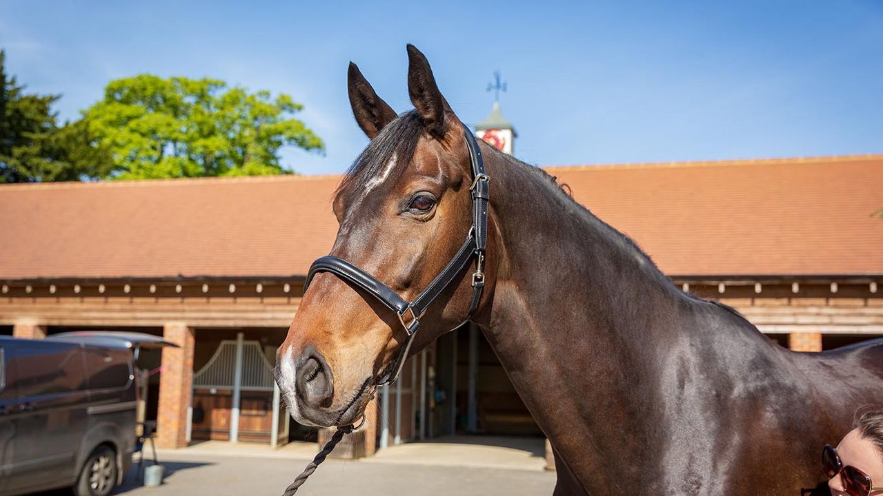 D&ouml;bert classic leather headcollar review