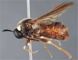 An adult spider fly
