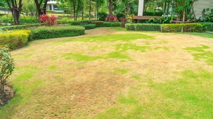 lawn with bare patches in hot weather