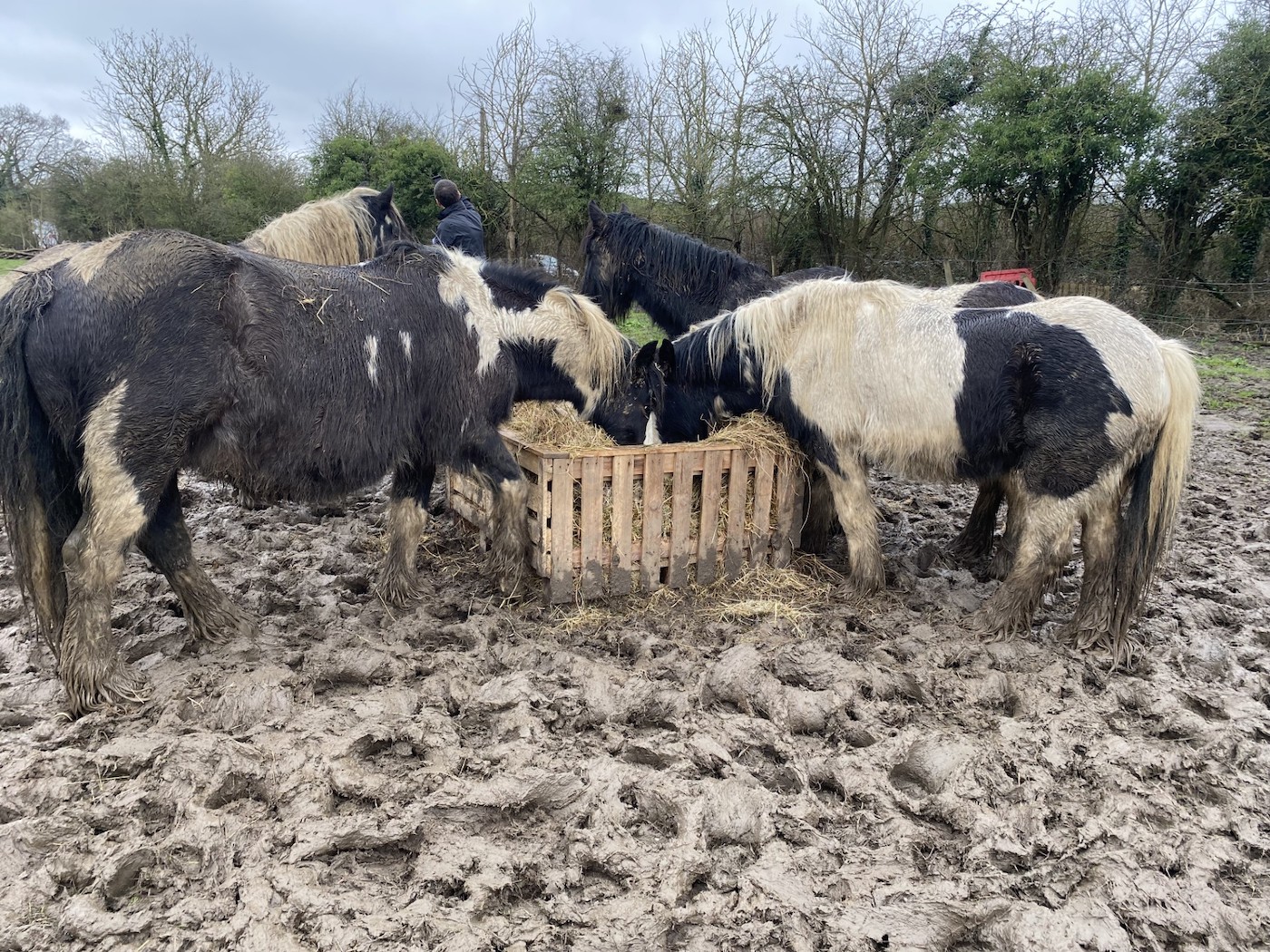 The horses at Harefield.
