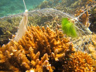 In this coral, fish have trimmed back the alga to create a "no-contact" zone.