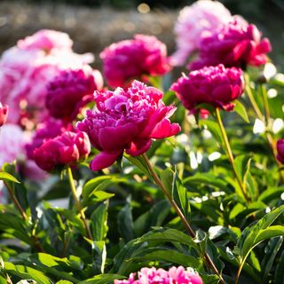 Peonie flowers