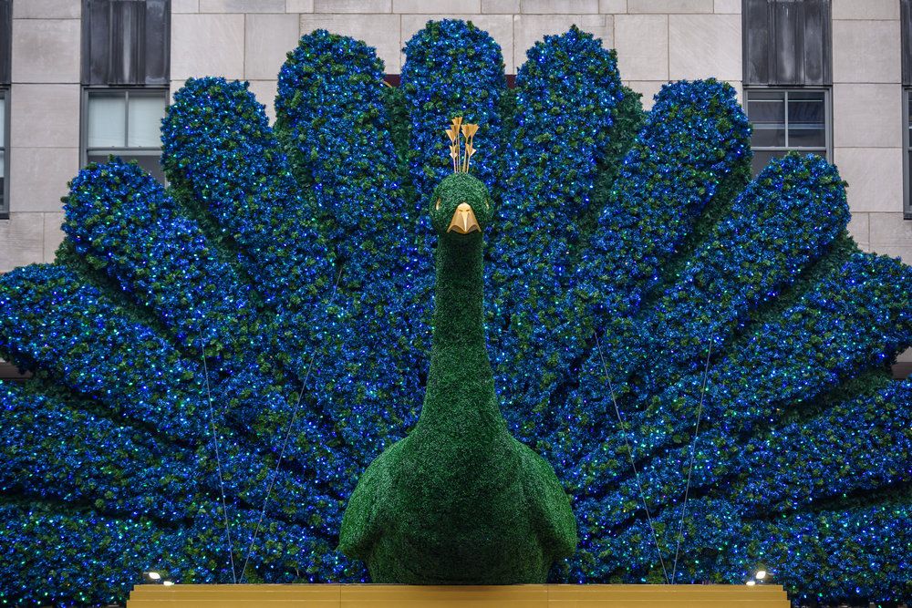 peacock live tv