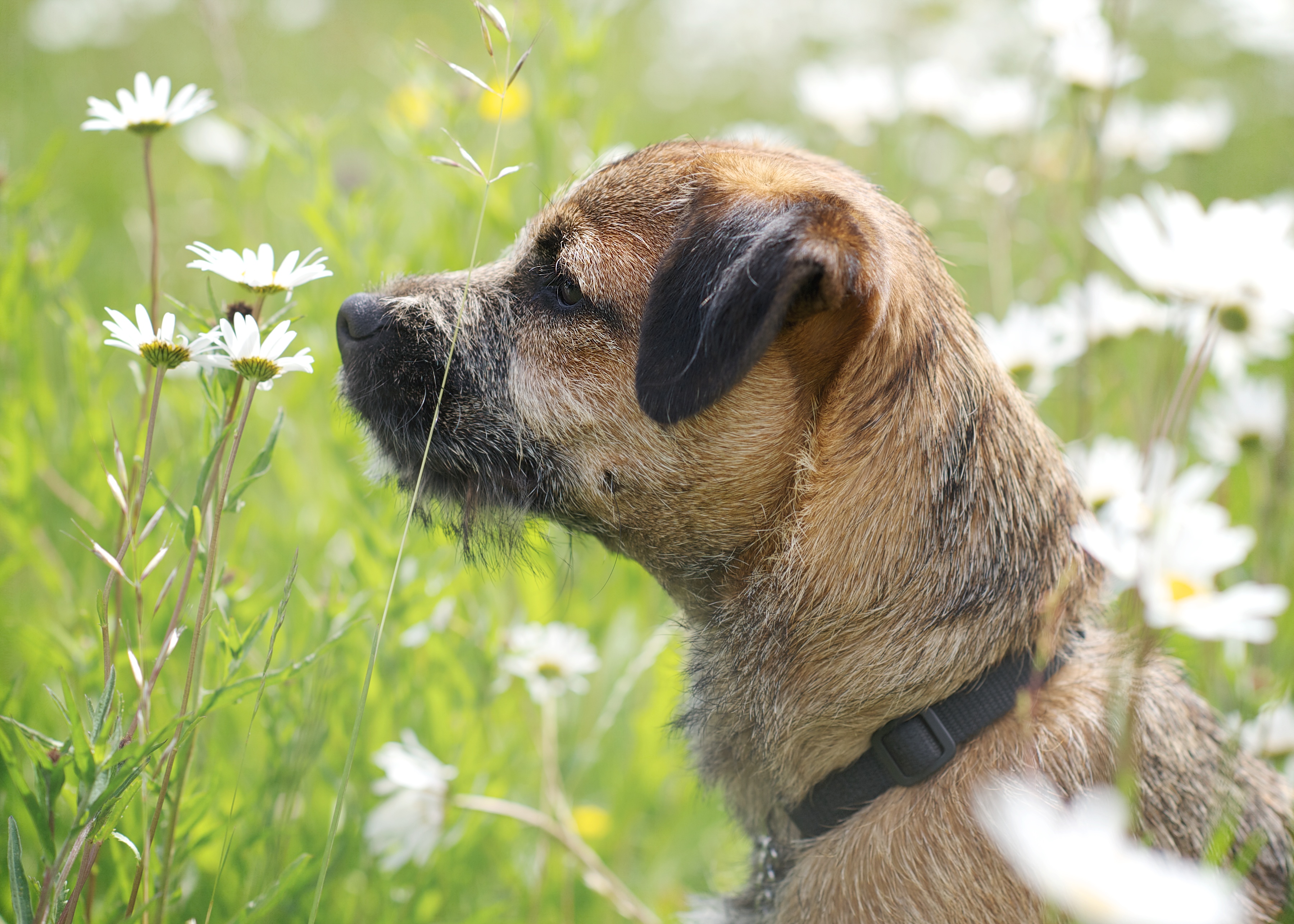 Border terrier sniffing a white daisy in a grassy field