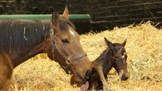 Frankel&rsquo;s dam, Kind, has died aged 20 following complications after foaling