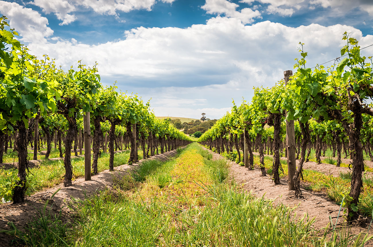 barossa vineyards, south australia