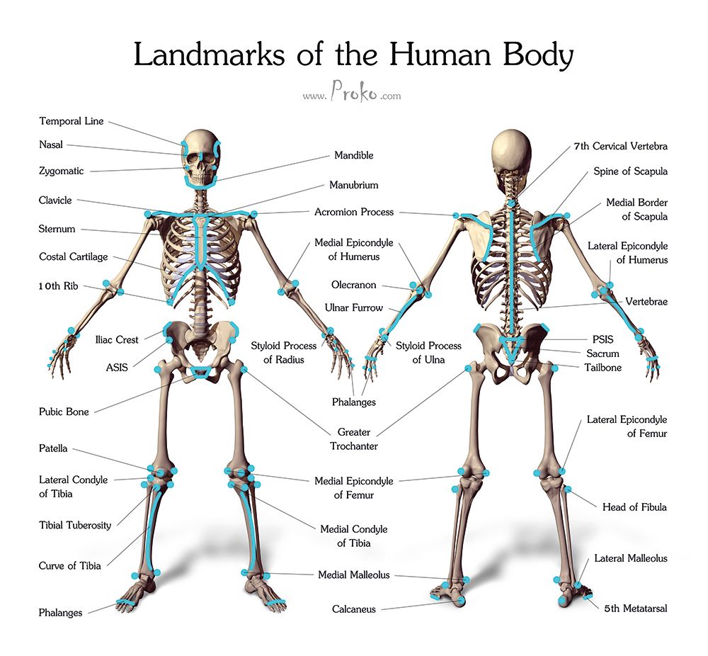 Draw accurate bones and muscle | Creative Bloq