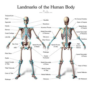 Prominent bones will help you navigate the skeletal structure