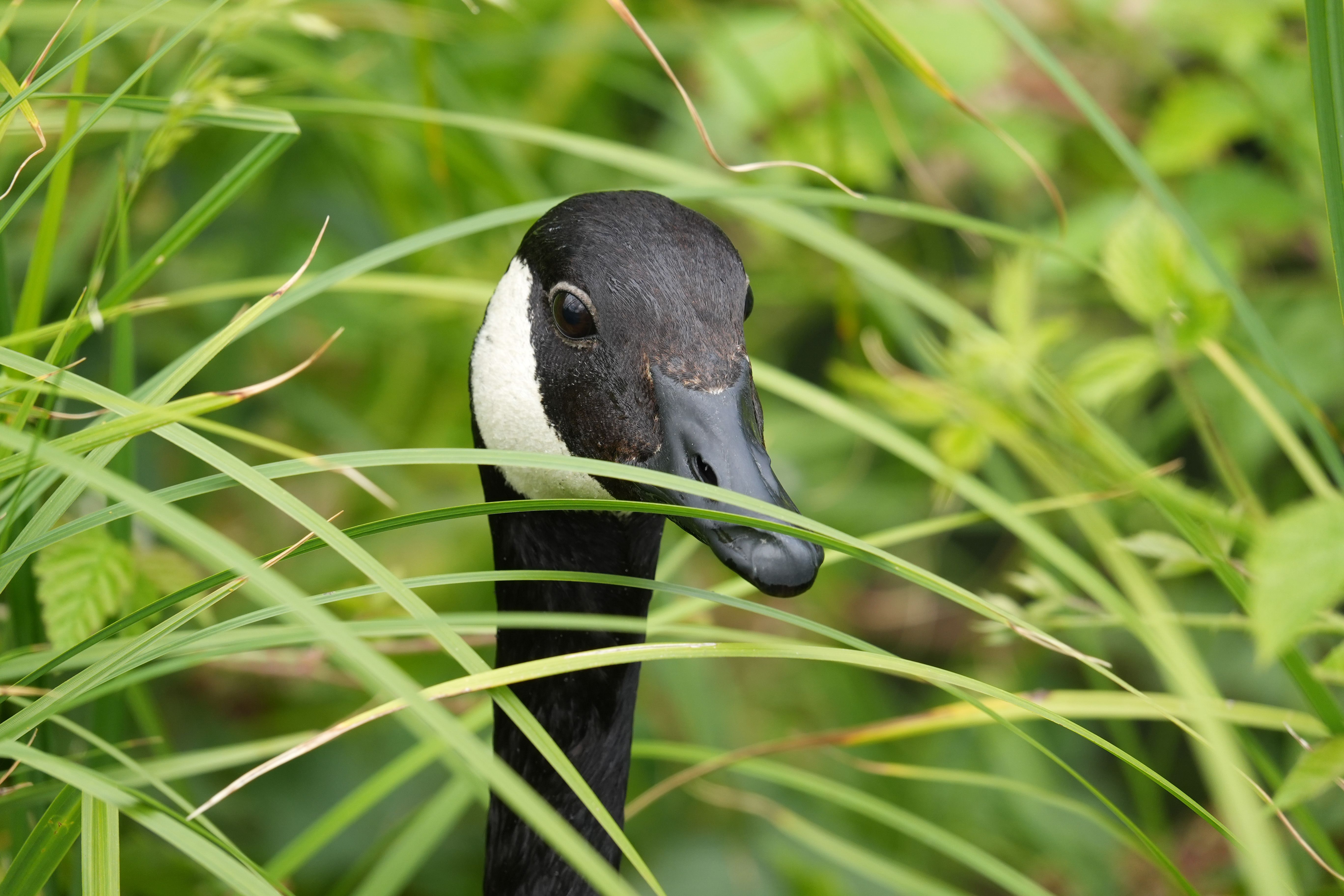 Canada goose looking through long blades of grass.