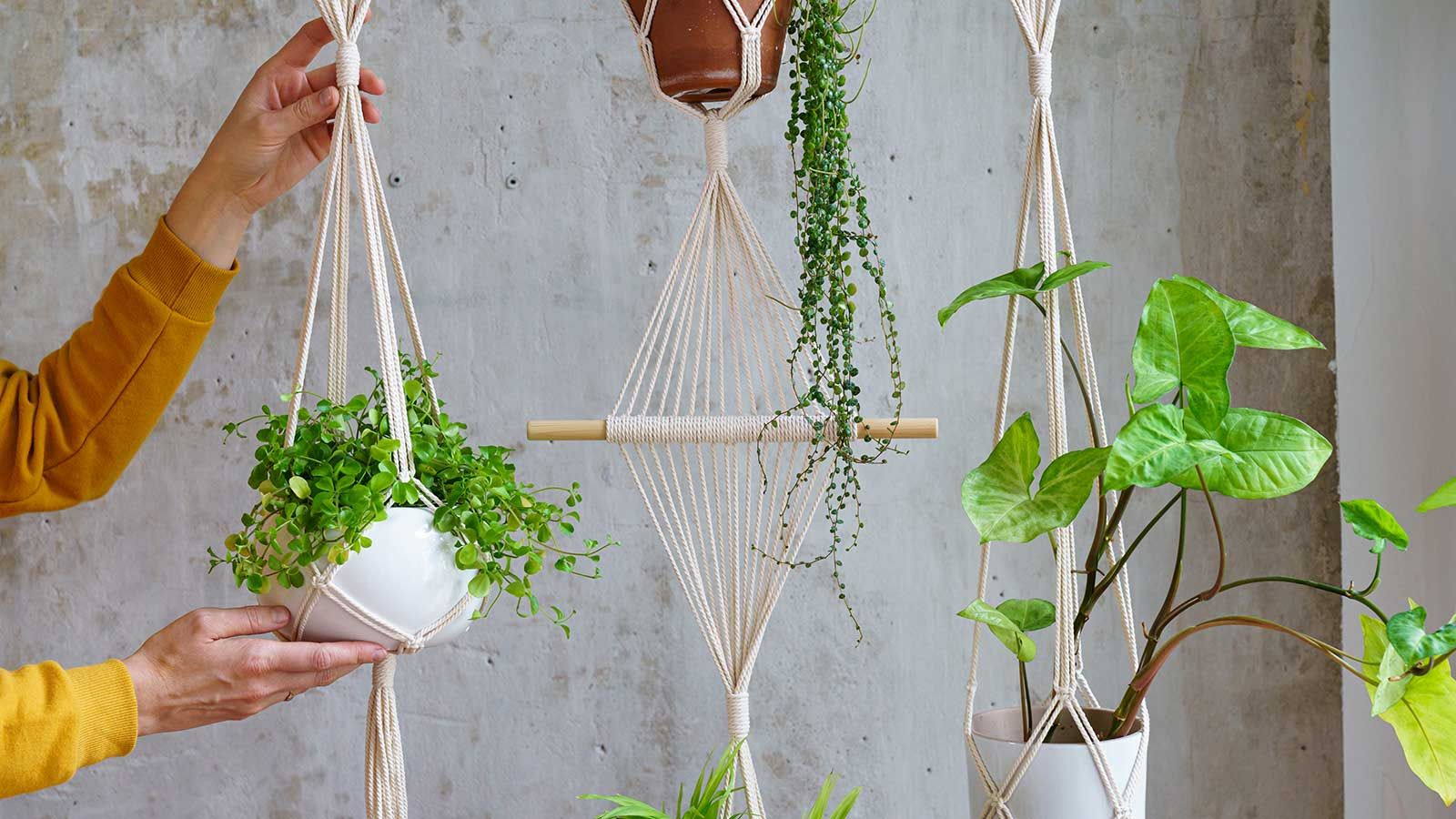 How to hang a plant from the ceiling: 3 tips | Homes and Gardens