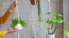 hanging macrame plants
