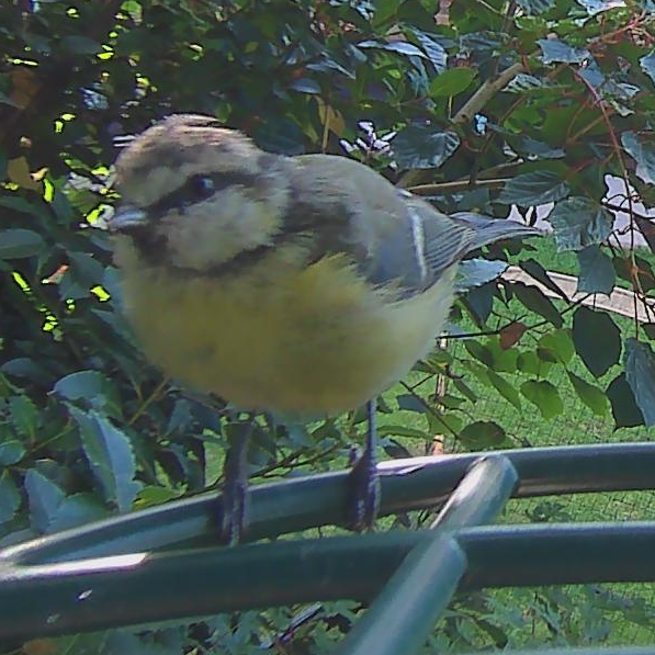 Sample images from the Kiwibit Beako birdfeeder