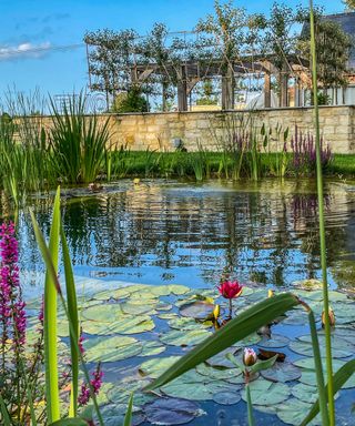 Natural swimming pool surrounded by water plants like lily pads