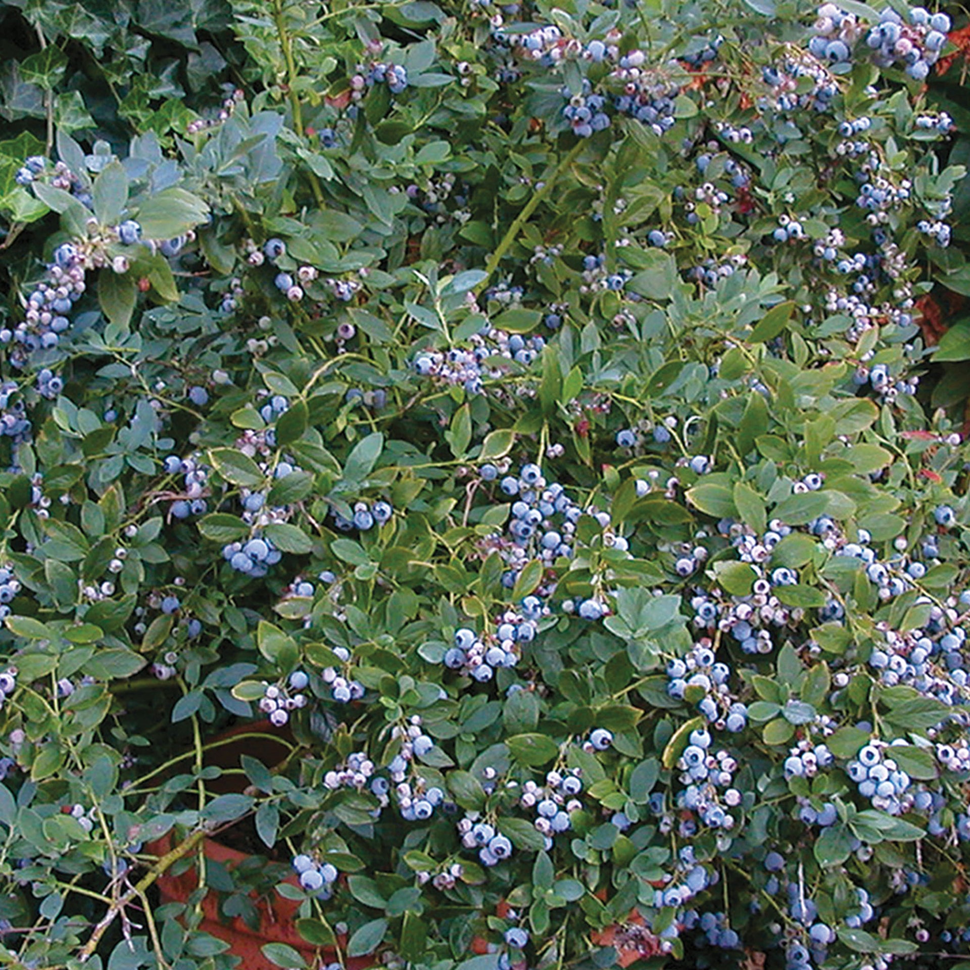 Sunshine Blue Blueberry - 1 Plant