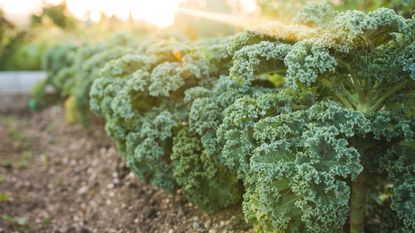 Kale plants in the garden