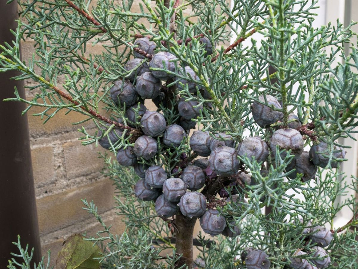 Italian Cypress Container Care - Planting Italian Cypress In A Pot ...