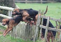 bloodhounds.jpg