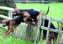 bloodhounds.jpg