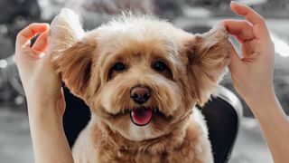 Grooming dog's ears