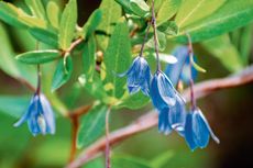 T94E2D Bluebell Creeper (Billardiera heterophylla/Sollya heterophylla) flowers; native to Western Australia, but grown as an ornamental plant in appropriate climates worldwide