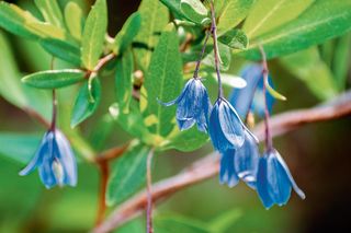 climbing plant