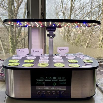 LetPot LPH-Max near a window