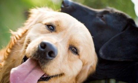 Humans have a &amp;quot;unique&amp;quot; and &amp;quot;indispensable&amp;quot; relationship with dogs that has lasted some 30,000 years.