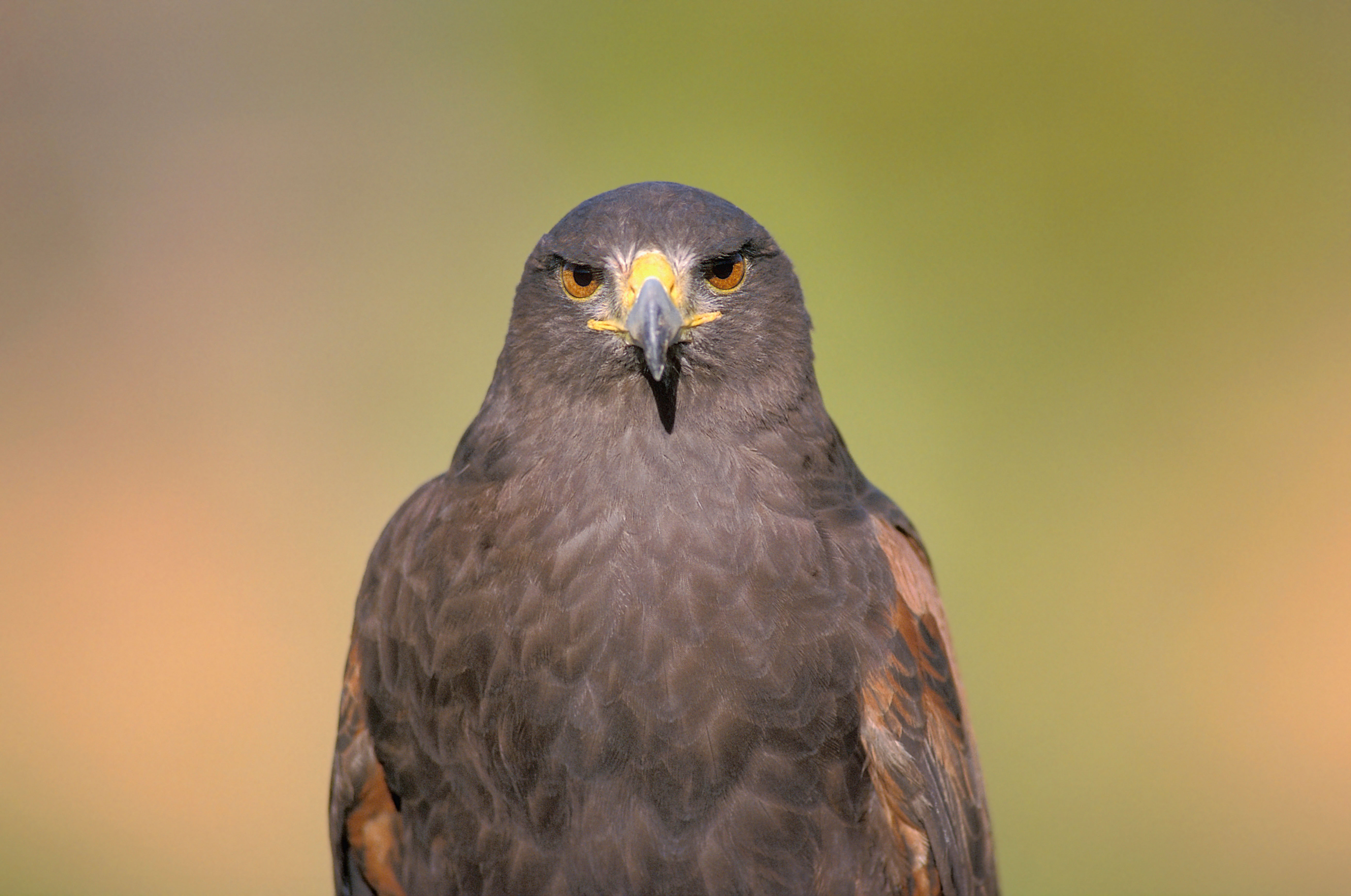 A harris hawk staring down the camera