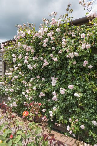rose care tips: 'The Generous Gardener' from David Austin Roses