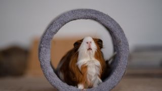 Guinea pig hiding in a circle toy