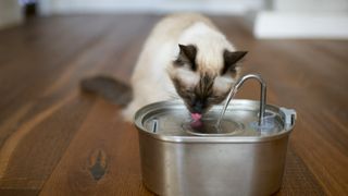 Cat drinking from a water fountain