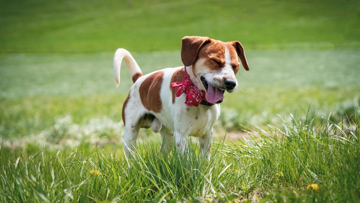 Beagle sneezing while standing in the grass