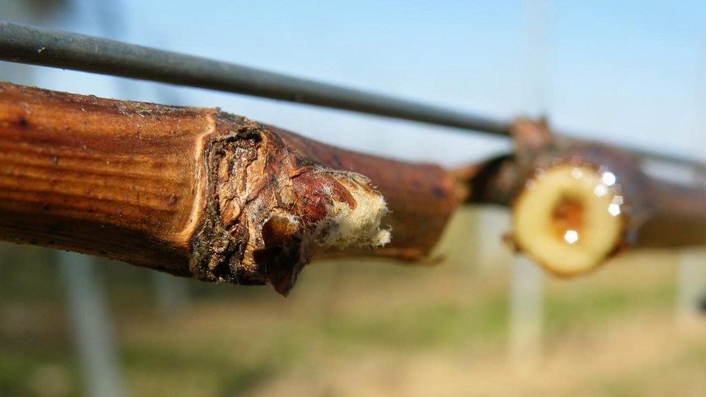 Split Grapevine Leaking Water