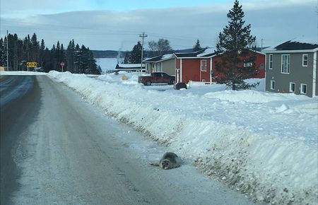 A seal is stranded on a road in Roddickton, N.L.