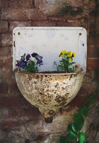 outdoor sink ideas: pansies growing in rusted basin