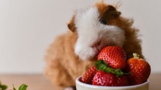 Guinea pig eating strawberries