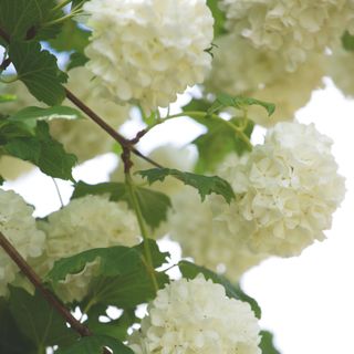 White flowering Viburnum opulus plant