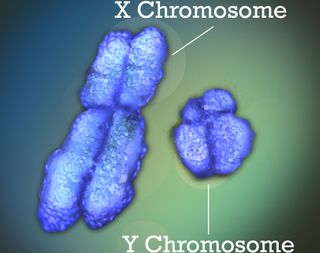The X and Y chromosomes