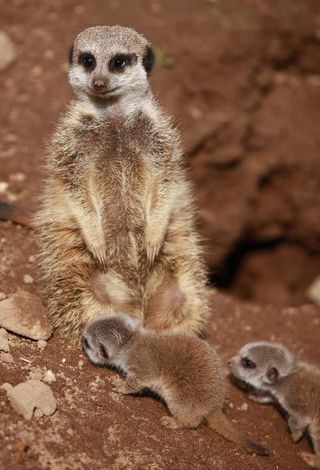 Meerkat Facts Live Science